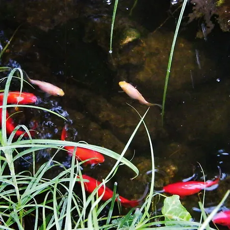 Lejlighed Aranyhal *