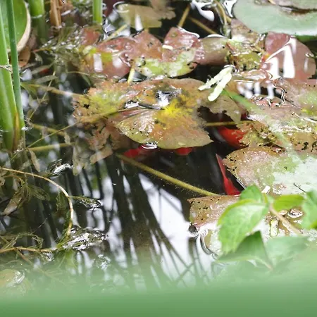 Lejlighed Aranyhal Hévíz